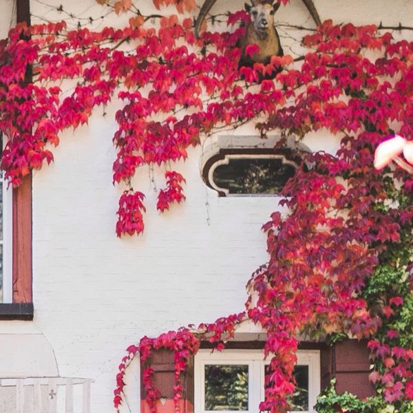 The wine leaves transform the hotel facade in autumn in a sea of colors. 🍁🍁 Have you discovered...